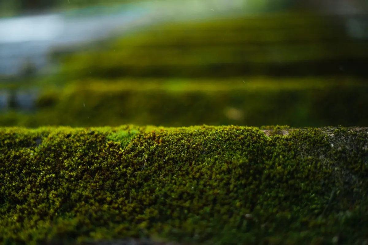 Roof Cleaning & Moss Removal - detail